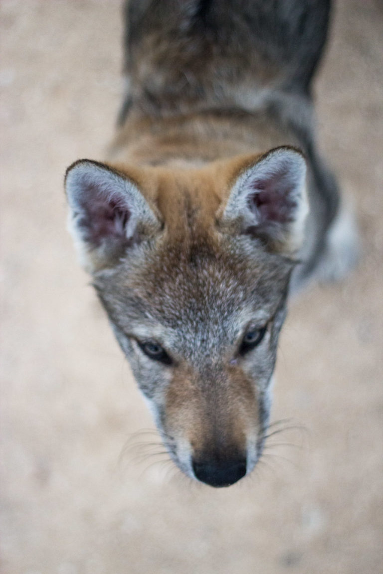 reportaje fotográfico mascotas wolfy