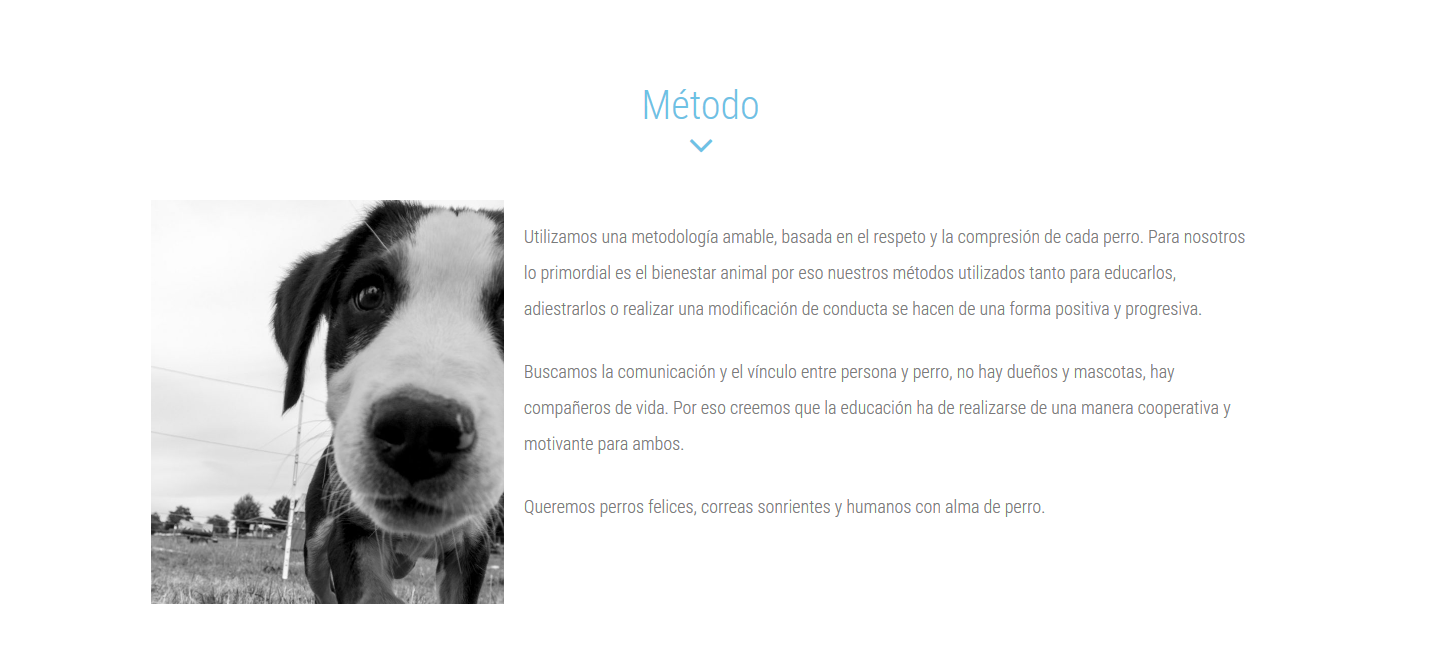 diseño web alma de perros educación canina